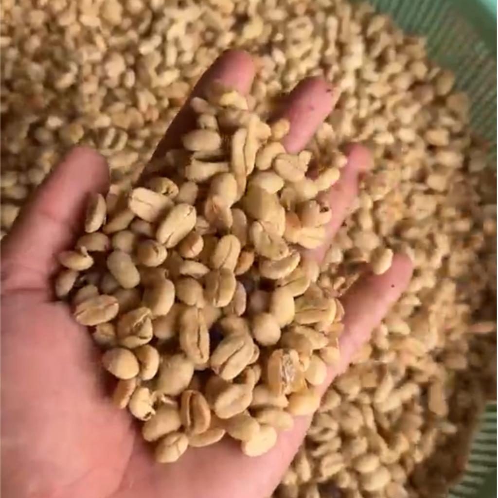 arabica coffee