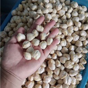 candlenut