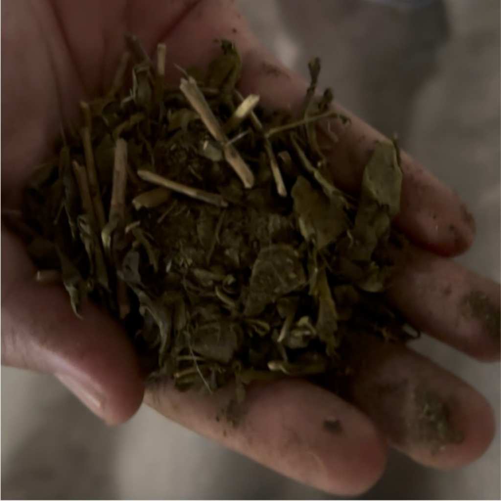 green tea