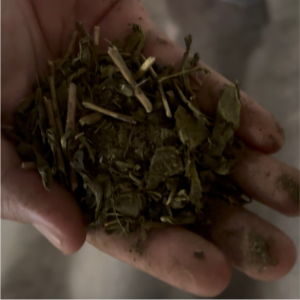 green tea