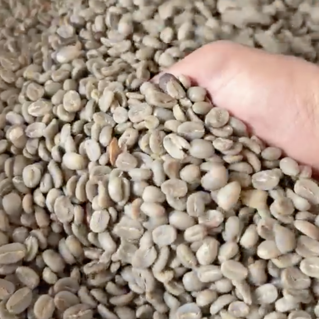indonesian arabica coffee