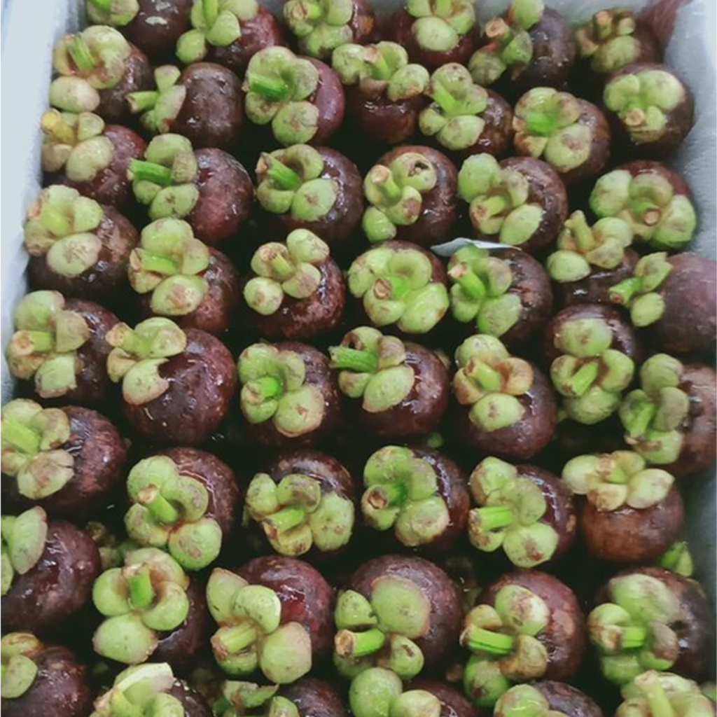 mangosteen