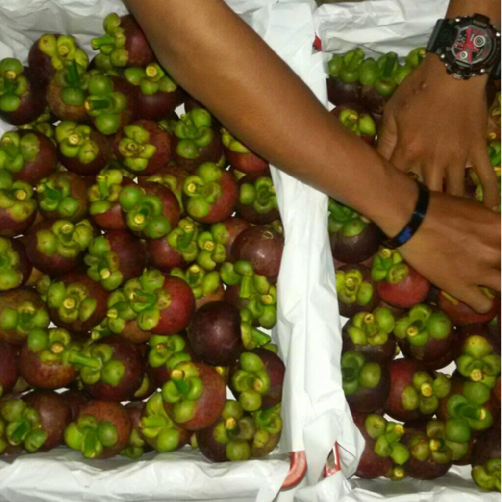 mangosteen 2