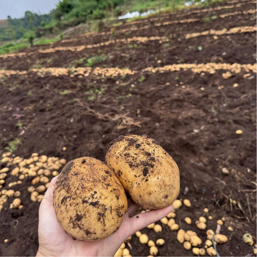 potato