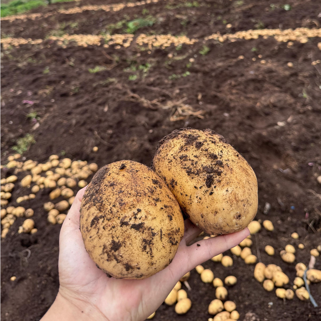 potatoes