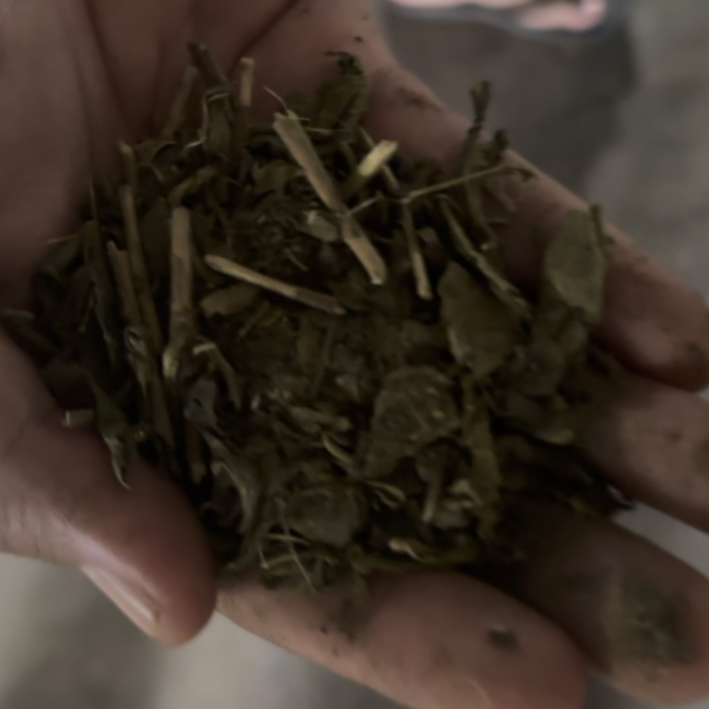 pure java green tea