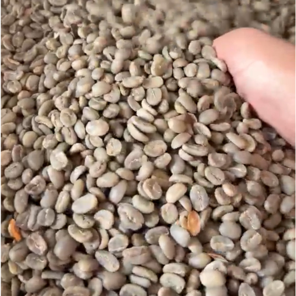 robusta coffee