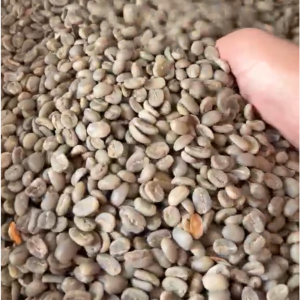 robusta coffee