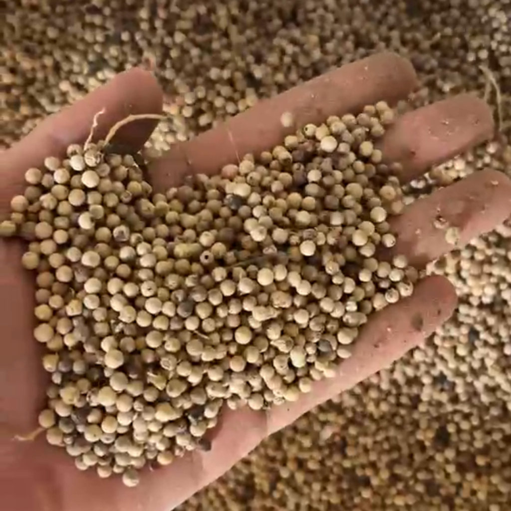 superior white pepper