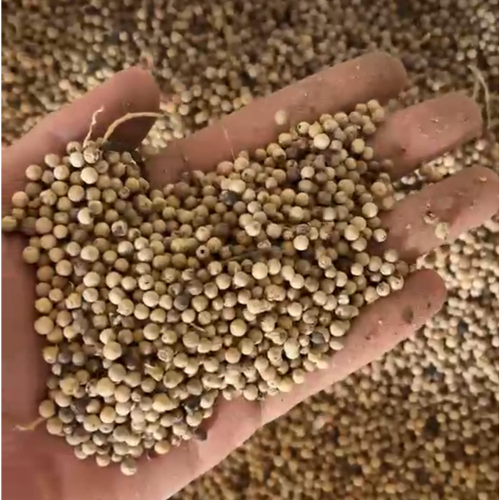 white pepper