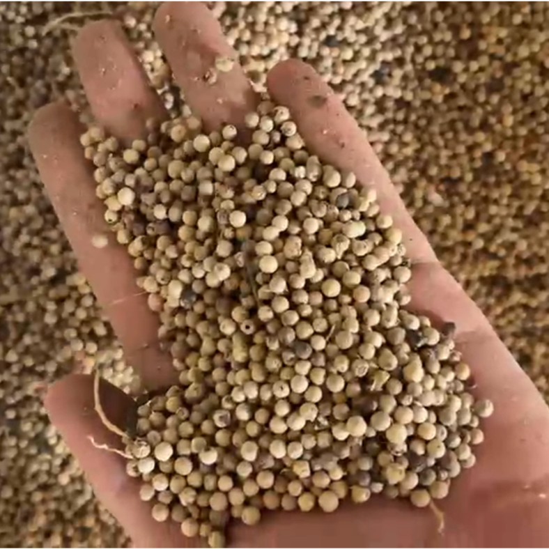 white pepper 2